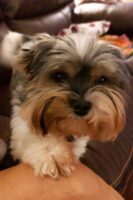 Biewer and Yorkie Terriers For sale Port Charlotte FL