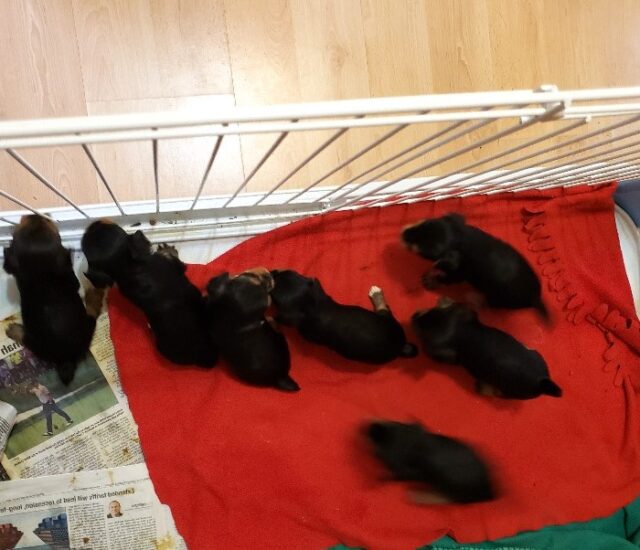 Yorkie puppies for sale Port Charlotte FL