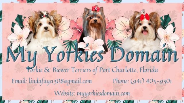 Yorkie & Biewer Terrier Puppies for sale Port Charlotte Florida