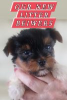 Biewer Terriers For sale Port Charlotte FL