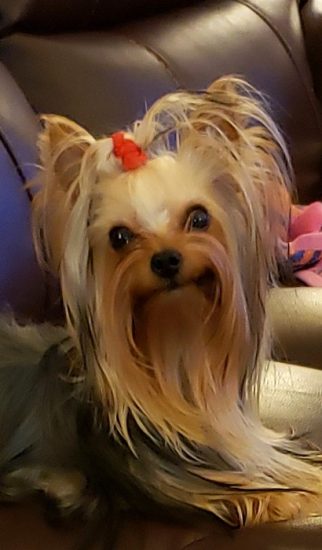 Biewer and Yorkie Terriers For sale Port Charlotte FL